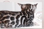 Bengal kittens for sale near me glitter coat bengal kitten information